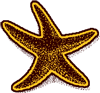 Starfish International logo